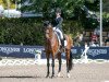 dressage horse Eskamino K (Hanoverian, 2011, from Estobar NRW)