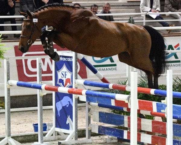 stallion Ferbach de Blondel (Selle Français, 2015, from Lauterbach)