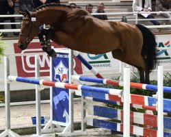 stallion Ferbach de Blondel (Selle Français, 2015, from Lauterbach)