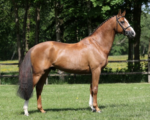 stallion Easy Top de Courcel (Selle Français, 2014, from Type Top du Monteil)