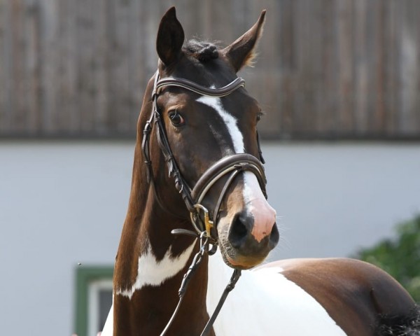 Springpferd Winsor (Pinto mit Reitpferdepedigree, 2016, von Waterman Tz)