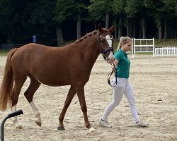 dressage horse Norifee G (Rheinländer, 2017, from Fs Numero Uno)