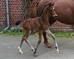 dressage horse First Love 41 (Westphalian, 2016, from Fashion Maker)