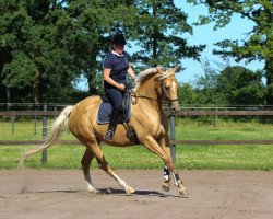 broodmare Auekrugs True Miracle (German Warmblood, 2012, from Rff The Alchemist xx)