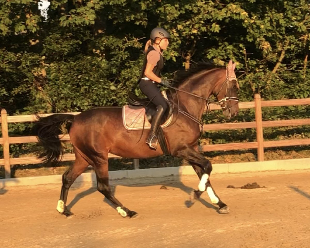 Dressurpferd Diamond Kiss 3 (Westfale, 2011, von Diamond Hit)