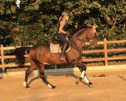 dressage horse Diamond Kiss 3 (Westphalian, 2011, from Diamond Hit)