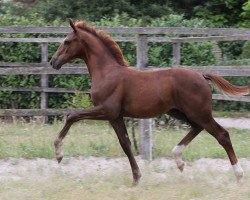 dressage horse Hengst von Totilas / Sir Donnerhall I (Oldenburg, 2019, from Totilas)