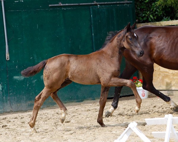 broodmare So Fantastic (Oldenburg, 2019, from Sir Donnerhall I)