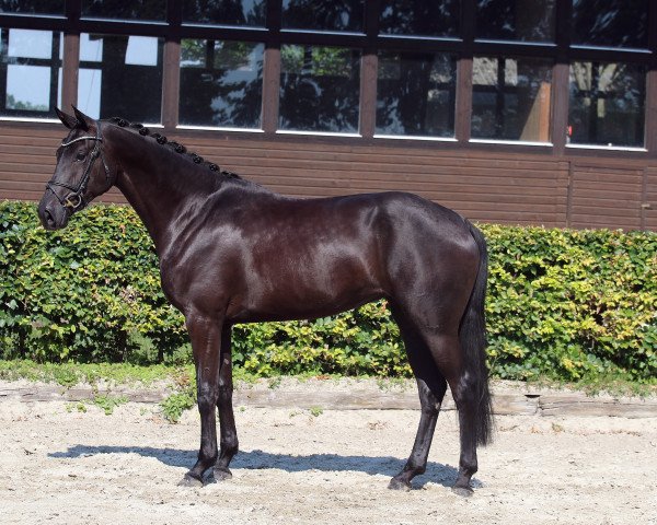 broodmare Maëlle Noire (Oldenburg, 2017, from DSP Marc Cain)