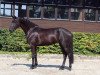 broodmare Maëlle Noire (Oldenburg, 2017, from DSP Marc Cain)