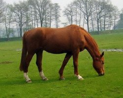 broodmare Waldfee (Oldenburg, 1989, from Walldorf I)