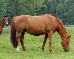 broodmare Zauberfee (Oldenburg, 1995, from Rohdiamant)