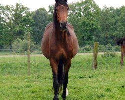 broodmare Ziarra (Oldenburg, 2006, from Sunny-Boy)