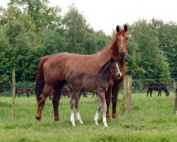 broodmare Zaubermaus (Oldenburg, 1999, from Don Gregory)