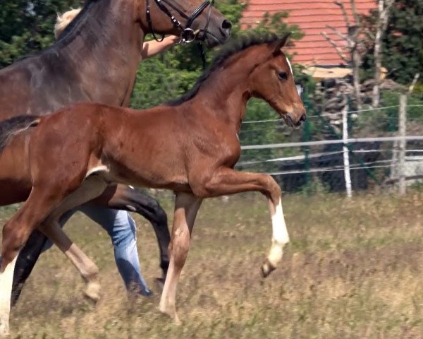 dressage horse Hengst von Glock's Taminiau / Ramiro's Son II (Oldenburg, 2020, from Glock's Taminiau)