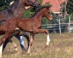 Dressurpferd Hengst von Glock's Taminiau / Ramiro's Son II (Oldenburger, 2020, von Glock's Taminiau)