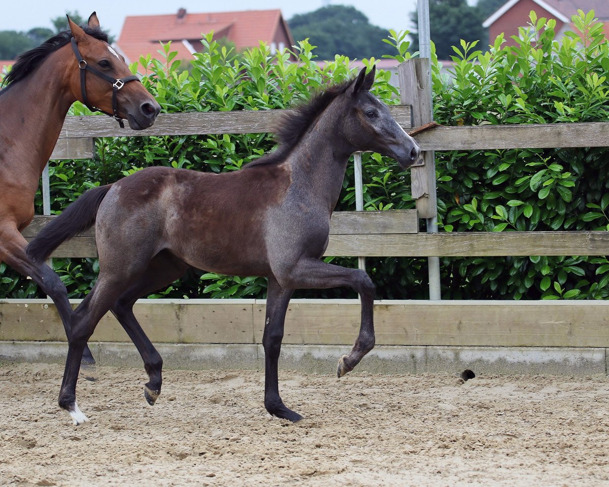 Springpferd Hope of Platina (Oldenburger Springpferd, 2018, von Hickstead White)
