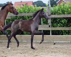 Springpferd Hope of Platina (Oldenburger Springpferd, 2018, von Hickstead White)