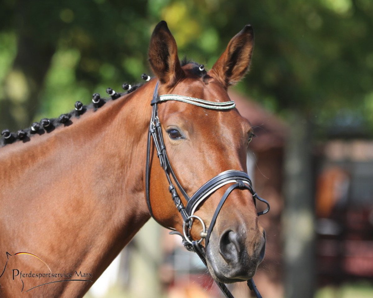 horse Lorimer's Legend BB (Rhinelander, 2012, from Lanciano)