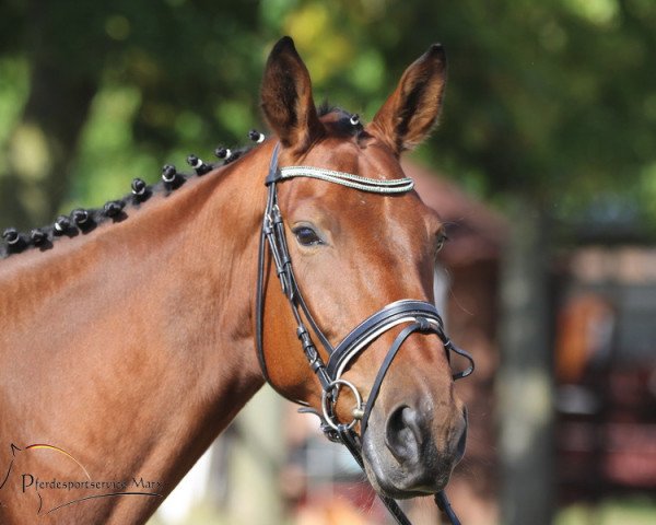 Pferd Lorimer's Legend BB (Rheinländer, 2012, von Lanciano)