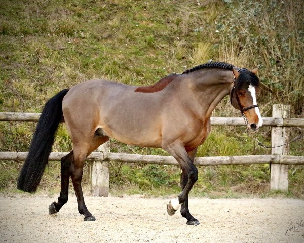 stallion Thais de Pegase (Selle Français, 2007, from Calvaro Z)