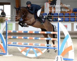 broodmare Bandidas D'Albain (Selle Français, 2011, from Baloubet du Rouet)