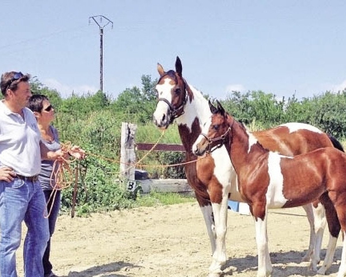 broodmare Patchwork du Hautbois (Selle Français, 2003, from Limbo)