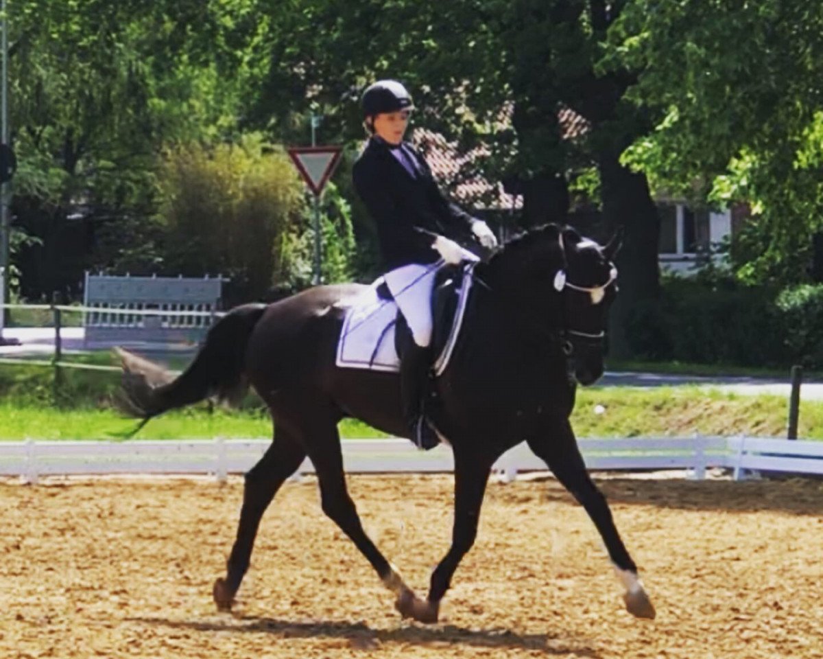 Dressurpferd Leon RR (Westfale, 2012, von Lugato)