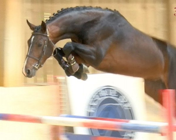 stallion Feridann de Kergane (Selle Français, 2015, from Canturo)