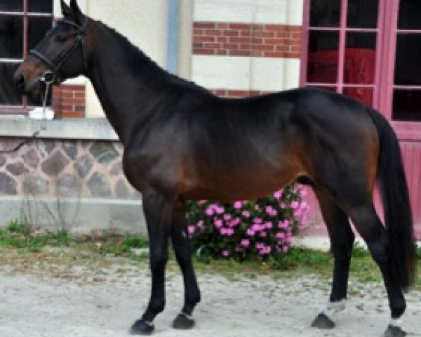 stallion Fundao Semilly (Selle Français, 2015, from Kannan)