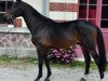 stallion Fundao Semilly (Selle Français, 2015, from Kannan)