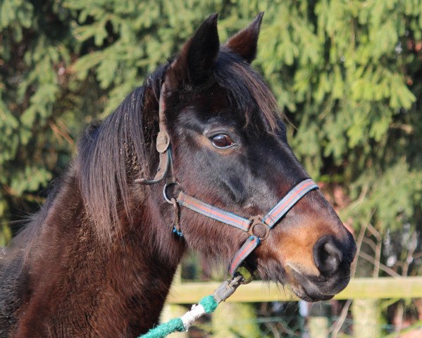 horse Loretta (Oldenburg, 1987, from Ramino)