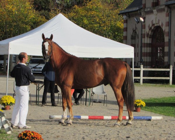 Deckhengst Fringant d'Ange (Selle Français, 2015, von Ogano Sitte)