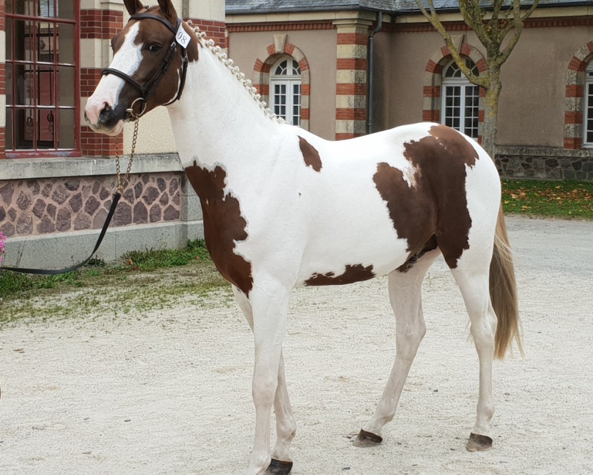 Deckhengst French Touch's Dream (Selle Français, 2015, von For Pleasure)