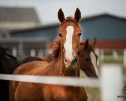 broodmare Royal Benicia (Westphalian, 2018, from Royal Doruto OLD)