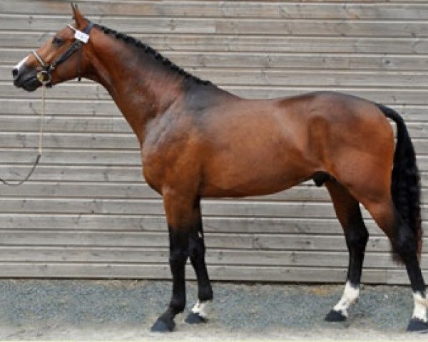 stallion Fighter Semilly (Selle Français, 2015, from Bisquet Balou C)