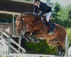 stallion Figaro des Parts (Selle Français, 2015, from Armitages Boy)