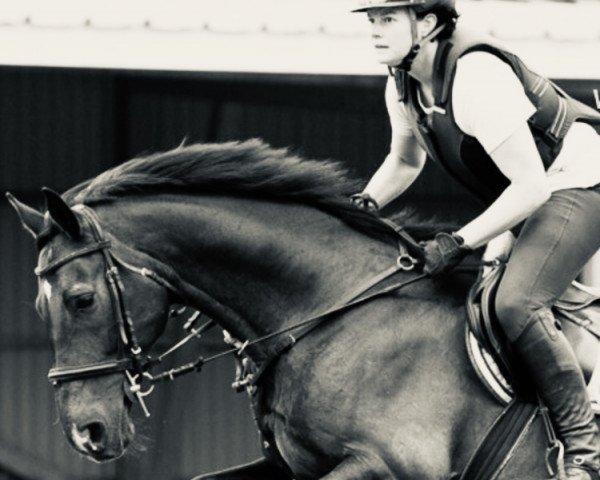 jumper Carlo Casanova (Hessian Warmblood, 2004, from Calgary)