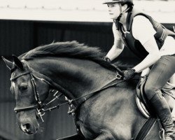 jumper Carlo Casanova (Hessian Warmblood, 2004, from Calgary)