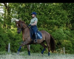 broodmare Herzchen 10 (German Riding Pony, 2005, from Halenkino)