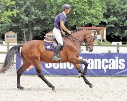 stallion Festival du Banney (Selle Français, 2015, from Crown Z)