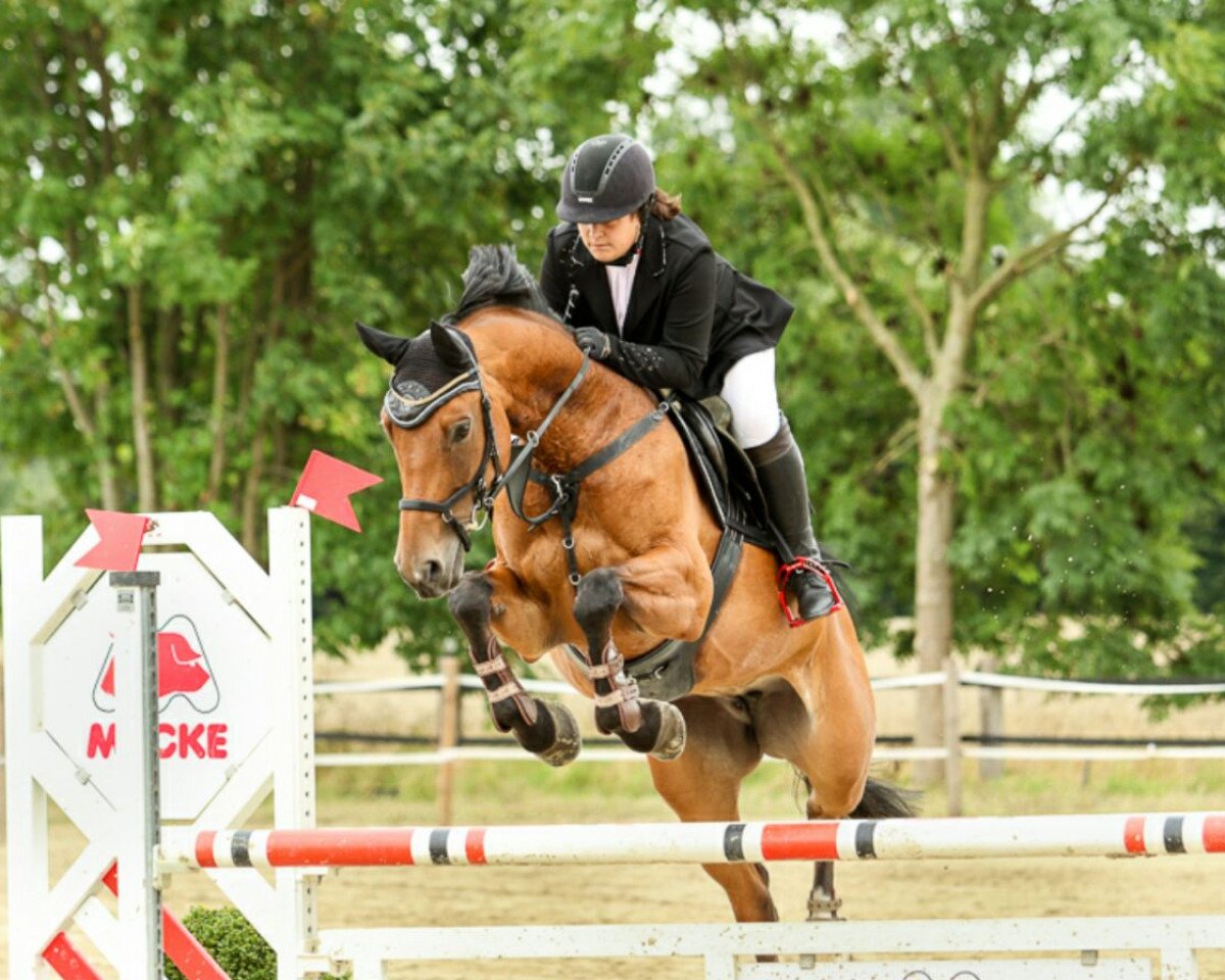 jumper Cascada's Dream Girl P (Westphalian, 2008, from Contello)