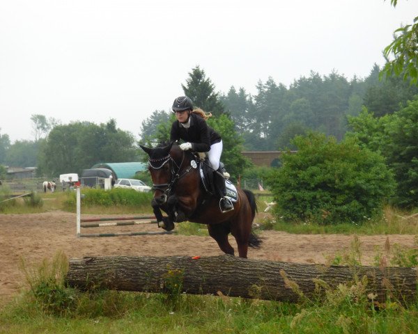 jumper Neverlands Mike (German Riding Pony, 2009, from Noir de Luxe)