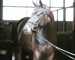 broodmare Synphonie Rose (Oldenburg, 2015, from St. Schufro)