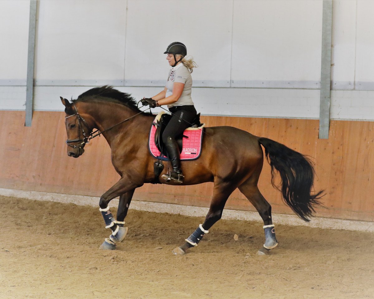 Springpferd Flying Thunder 4 (Oldenburger, 2015, von Fürstenball)