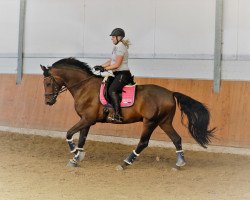 Pferd Flying Thunder 4 (Oldenburger, 2015, von Fürstenball)