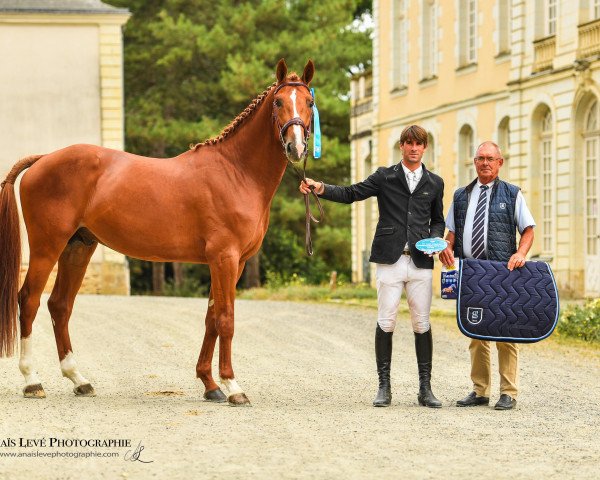 stallion Fairplay de Layme (Selle Français, 2015, from Eldorado de Hus)