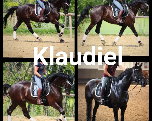 Dressurpferd Klaudiel (Koninklijk Warmbloed Paardenstamboek Nederland (KWPN), 2015, von Everdale)