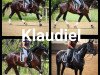 dressage horse Klaudiel (KWPN (Royal Dutch Sporthorse), 2015, from Everdale)