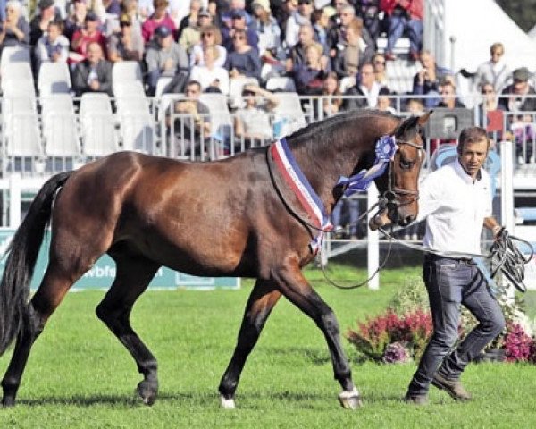 stallion Fast de Denat (Selle Français, 2015, from Contendro I)